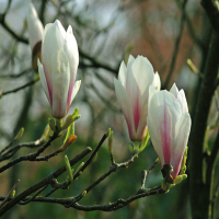 Магнолия Суланжа Альба Суперба купить