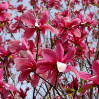 Магнолия Galaxy купить