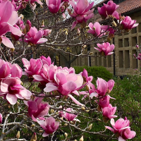 Магнолия Суланжа купить