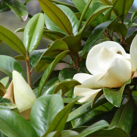 Магнолия Грандифлора Gallisoniensis купить