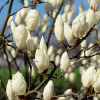 Магнолия Суланжа Lennei Alba купить