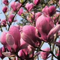Магнолия Суланжа Lennei купить