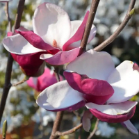 Магнолія Суланжа Winelight (Вайнлайт) купить