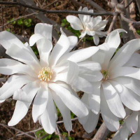 Магнолия Стеллата Роял Стар купить