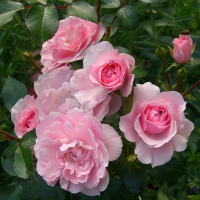 Роза полиантовая Авеню Пинк купить