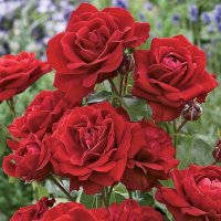 Роза полиантовая Авеню Ред купить