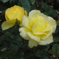 Роза полиантовая Авеню Еллоу купить