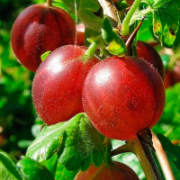 Аґрус Хінномакі червоний купить