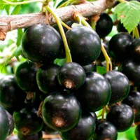 Смородина чорна Тритон купить