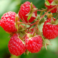 Малина Феномен купить