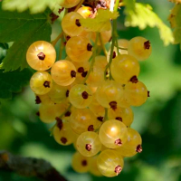 Смородина Імператорська жовта купить