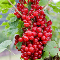 Смородина красная Джунифер купить