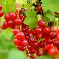 Смородина червона Роднеус купить