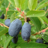 Жимолість Дує купить