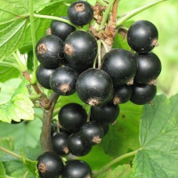 Смородина чорна Оріана купить