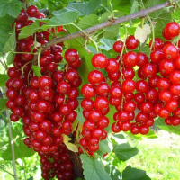 Порічки Йонкер ван Тетс купить