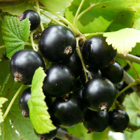 Смородина чорна Казкова купить