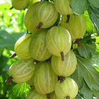 Крыжовник Инквита купить