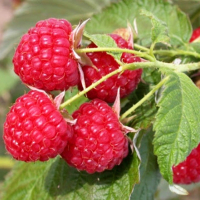 Малиновое дерево Крепыш купить