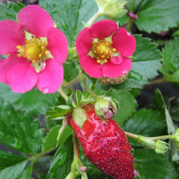 Полуниця Тоскана купить