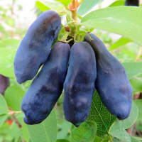 Жимолість Блю Банана купить