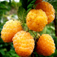 Малина Желтый Гигант купить