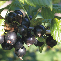 Смородина черная Юбилейная Копаня купить