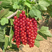 Порічка червона Ровада купить