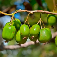 Актинидия Изумруд купить