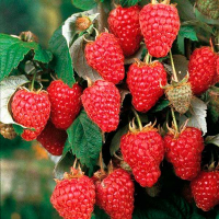 Малина Полка (3шт) купить