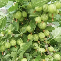 Аґрус Зелений дощ купить