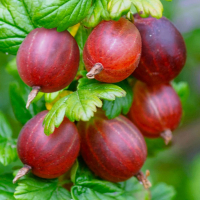 Аґрус рожевий купить