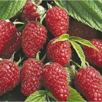 Малина Марастар (mt) купить