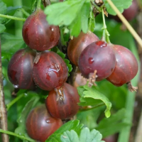 Агрус Сіріус (minimotte) купить