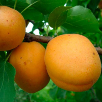 Абрикос Голд Річ купить