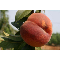 Персик Коллінз купить