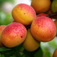 Абрикос Краснощекий купить