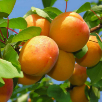 Абрикос Ананасний купить