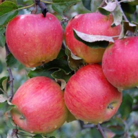 Яблоня Прима купить