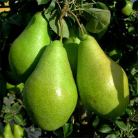 Груша Листопадова купить