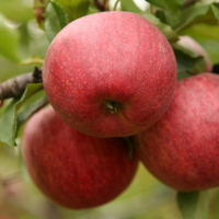 Яблуня Гала Шнига купить