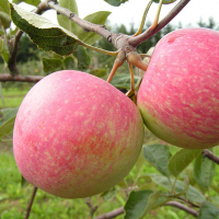 Яблоня Слава Победителям купить