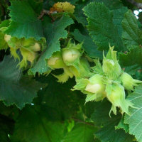 Фундук Барселонский купить