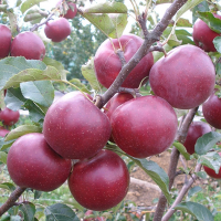 Яблуня Флоріна купить