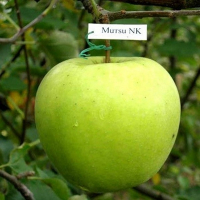 Яблоня Мутсу купить