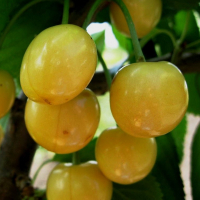 Черешня Денисена жовта купить