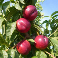 Нектарин Рубіновий-4 купить