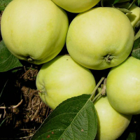 Яблуня Білий налив купить