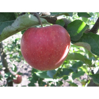 Яблуня Джонаголд купить