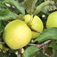 Яблуня Голден Рейнджерс купить